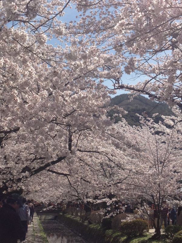 京都桜巡り_e0152493_22214039.jpg