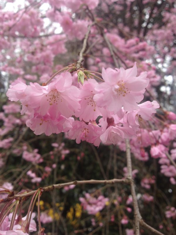 京都桜巡り_e0152493_22463928.jpg