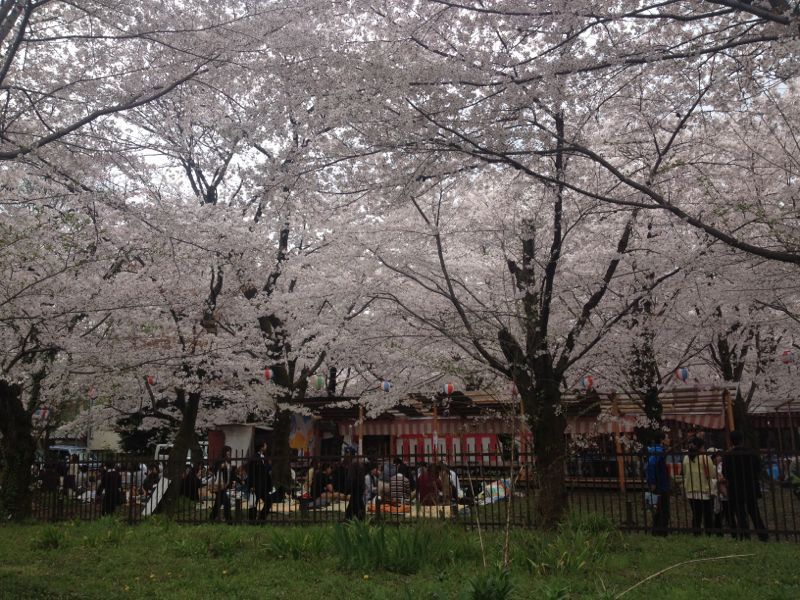 京都桜巡り_e0152493_22465451.jpg