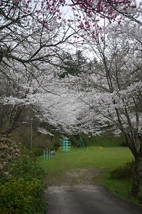 さくら8分咲き!~篠山・王地山にて~_f0226293_824479.jpg