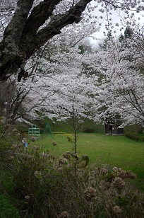 さくら8分咲き!~篠山・王地山にて~_f0226293_8245827.jpg