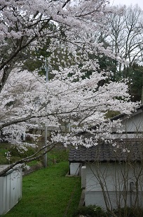さくら8分咲き!~篠山・王地山にて~_f0226293_825158.jpg