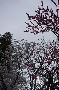 さくら8分咲き!~篠山・王地山にて~_f0226293_8252823.jpg