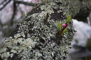 さくら8分咲き!~篠山・王地山にて~_f0226293_825637.jpg