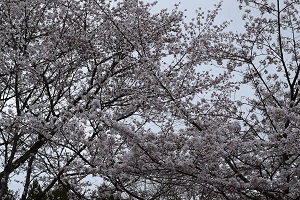 さくら8分咲き!~篠山・王地山にて~_f0226293_8291884.jpg