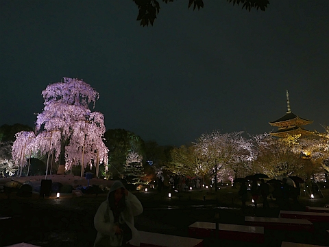 東寺夜桜ライトアップ_d0110794_23433340.jpg