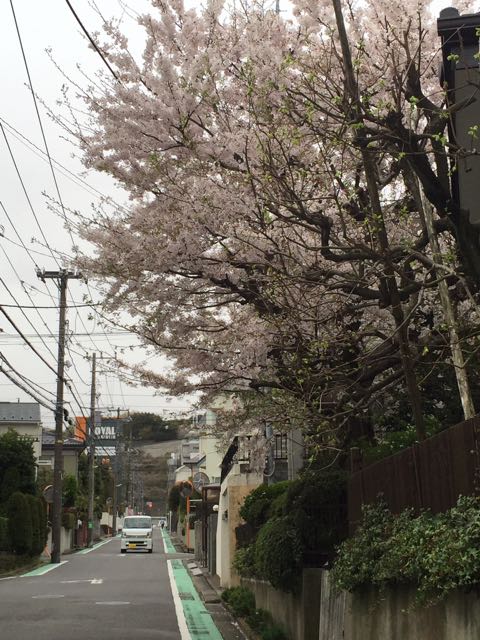 桜の花びらが・・・・。_f0130894_22502177.jpg