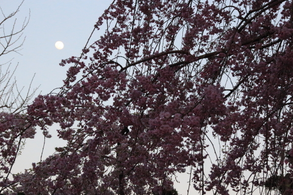 夕方桜_f0307097_01483078.jpg