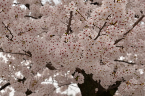 b0343400_00525015.jpg