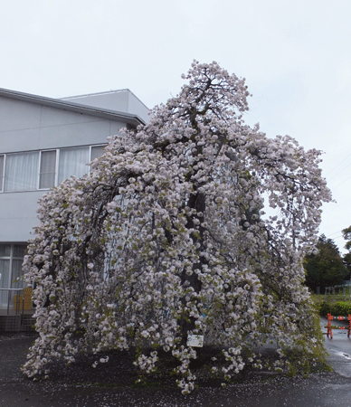 国立遺伝学研究所　の桜_c0204801_22115436.gif