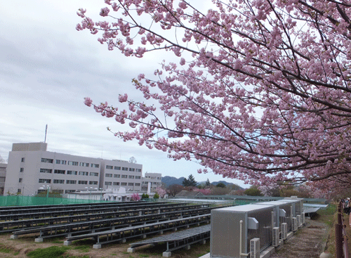 国立遺伝学研究所　の桜_c0204801_22375251.gif