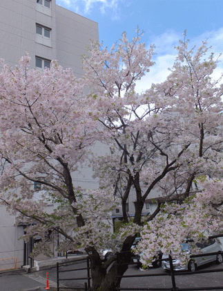 国立遺伝学研究所　の桜_c0204801_22434813.gif