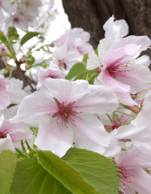 国立遺伝学研究所　の桜_c0204801_2244146.gif