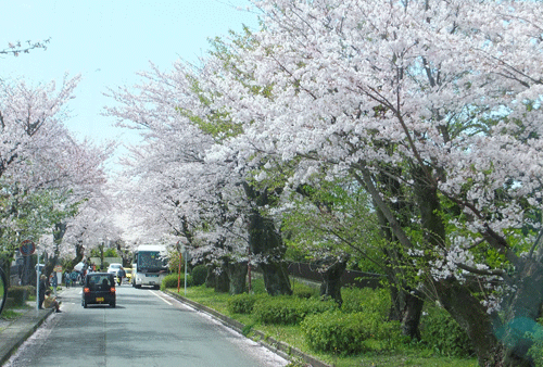 国立遺伝学研究所　の桜_c0204801_22484684.gif