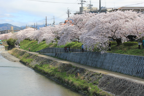 出町柳　桜_d0125501_1638889.jpg