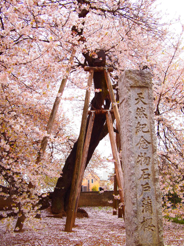 北本 石戸蒲桜 Paso A Paso