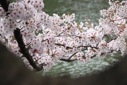 桜のハシゴ。。。_c0128303_2021130.jpg