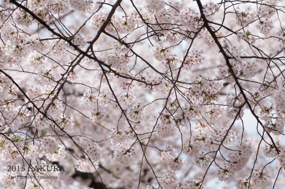 桜フォトワークショップで、自由が丘の桜♪桜♪桜♪。。。その１_d0154507_10233133.jpg