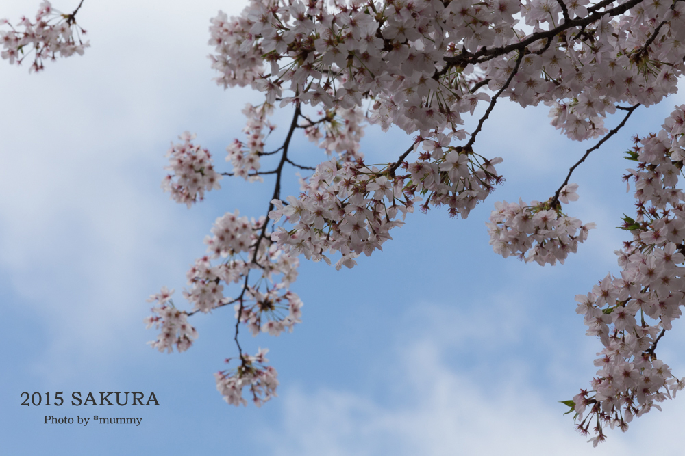 桜フォトワークショップで、自由が丘の桜♪桜♪桜♪。。。その1_d0154507_10234479.jpg