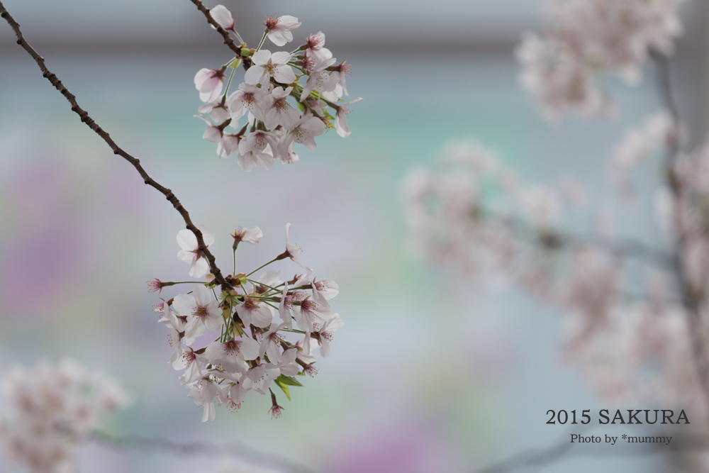 桜フォトワークショップで、自由が丘の桜♪桜♪桜♪。。。その１_d0154507_10235746.jpg