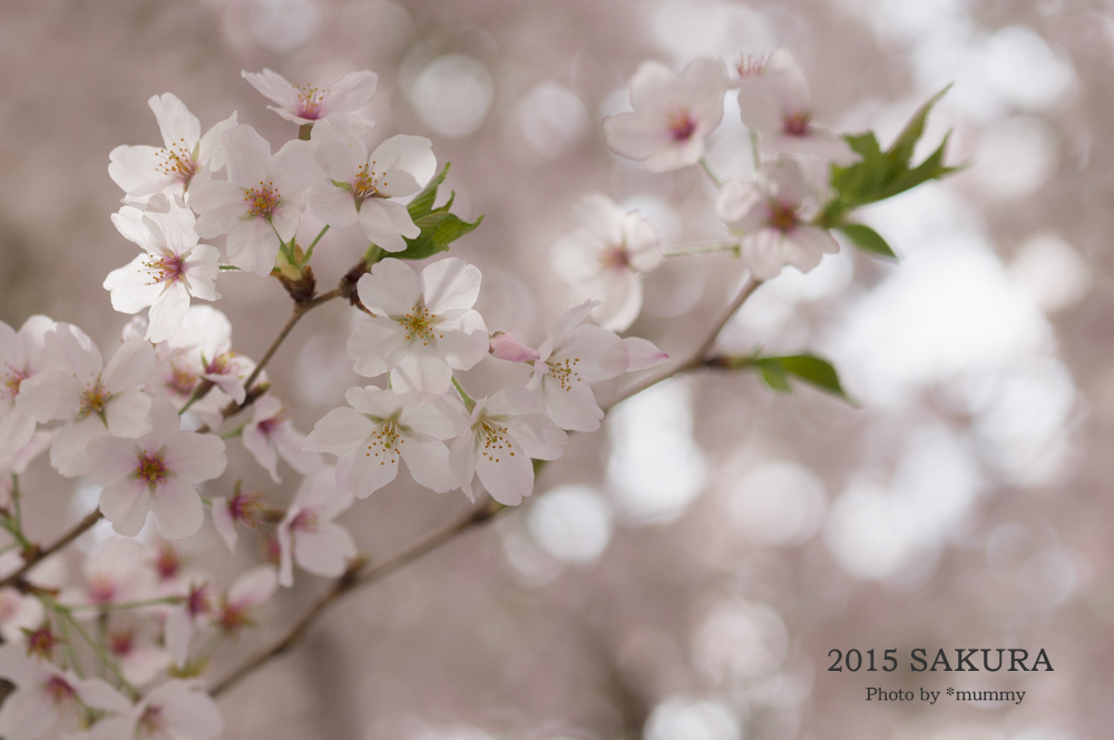 桜フォトワークショップで、自由が丘の桜♪桜♪桜♪。。。その１_d0154507_10240548.jpg