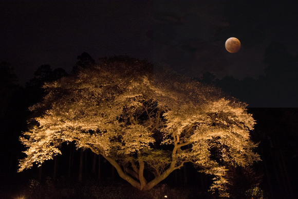 夜桜と皆既月食_b0090508_19555672.jpg