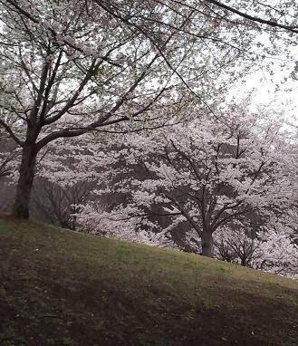 15年目の送る桜_e0028708_1644367.jpg