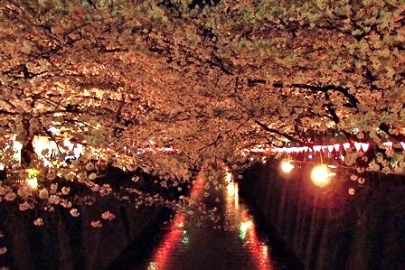 サクラサク～2015 Cherry blossoms in Tokyo_f0328009_17361454.jpg