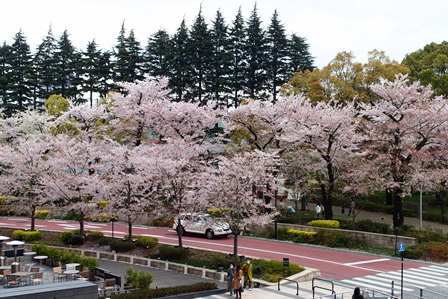 サクラサク～2015 Cherry blossoms in Tokyo_f0328009_17392174.jpg