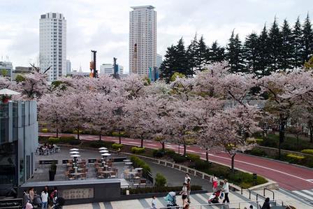 サクラサク～2015 Cherry blossoms in Tokyo_f0328009_17393183.jpg