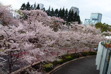 サクラサク～2015 Cherry blossoms in Tokyo_f0328009_17394230.jpg