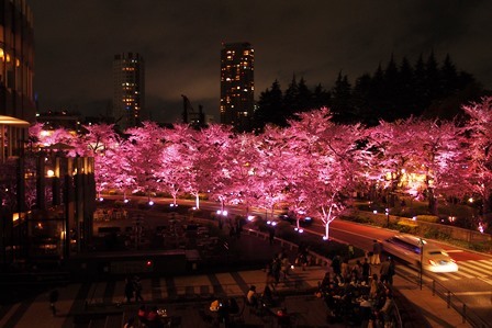 サクラサク～2015 Cherry blossoms in Tokyo_f0328009_17404538.jpg