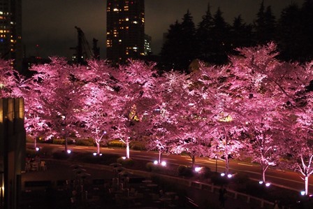 サクラサク～2015 Cherry blossoms in Tokyo_f0328009_17413932.jpg