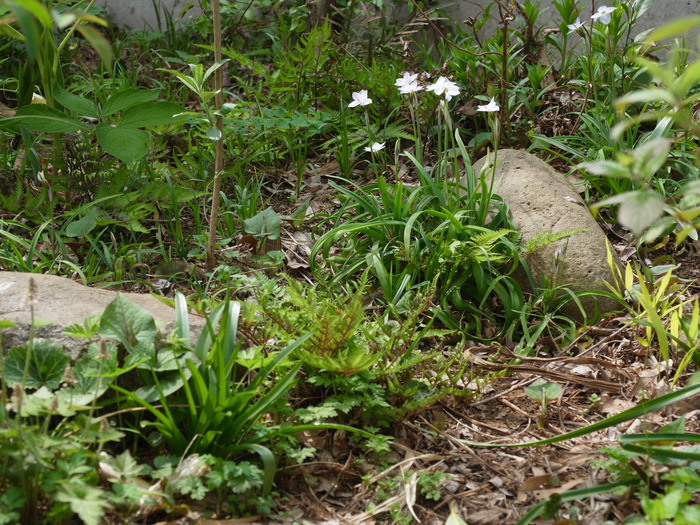 e0276411_1121182.jpg