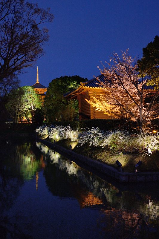 東寺夜桜ライトアップ　其の一_f0032011_163134.jpg