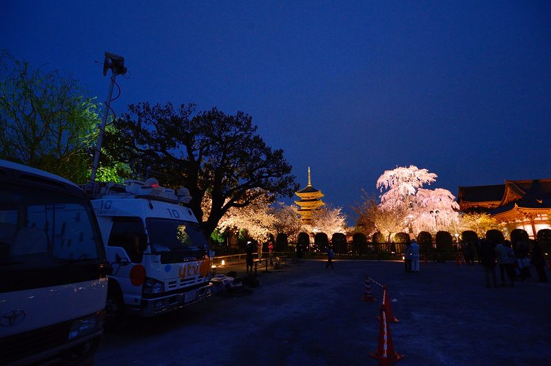 東寺夜桜ライトアップ　其の一_f0032011_1632214.jpg