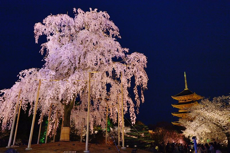 東寺夜桜ライトアップ　其の一_f0032011_1633144.jpg