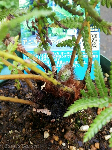 Dicksonia antarctica : Titan's Garden Dicksonia antarctica : Titan's Garden