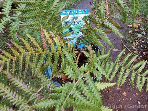 Dicksonia antarctica : Titan's Garden Dicksonia antarctica : Titan's Garden
