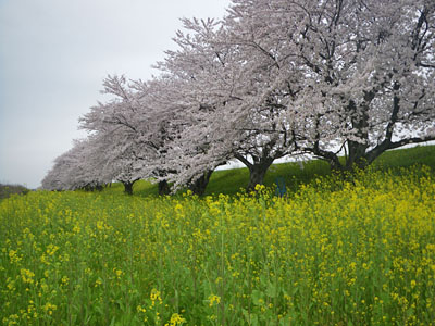 花見、鬼平、テレ板_a0133014_13571022.jpg