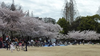 今年最後のお花見_a0177314_15241163.jpg