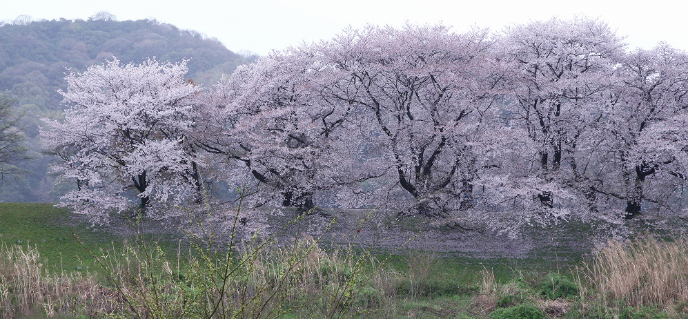 雨でも八幡背割堤桜_f0221514_21243024.jpg