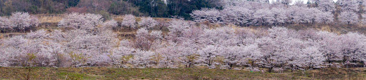 虎山の千本桜 東秩父 デジカメ写真集 虎山の千本桜 東秩父 デジカメ写真集