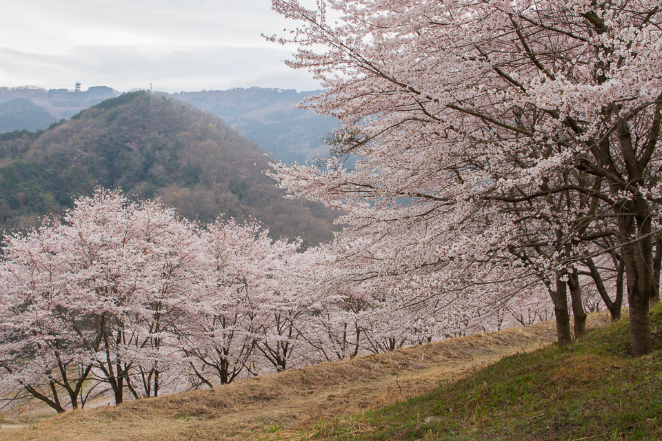 虎山の千本桜 東秩父 デジカメ写真集 虎山の千本桜 東秩父 デジカメ写真集