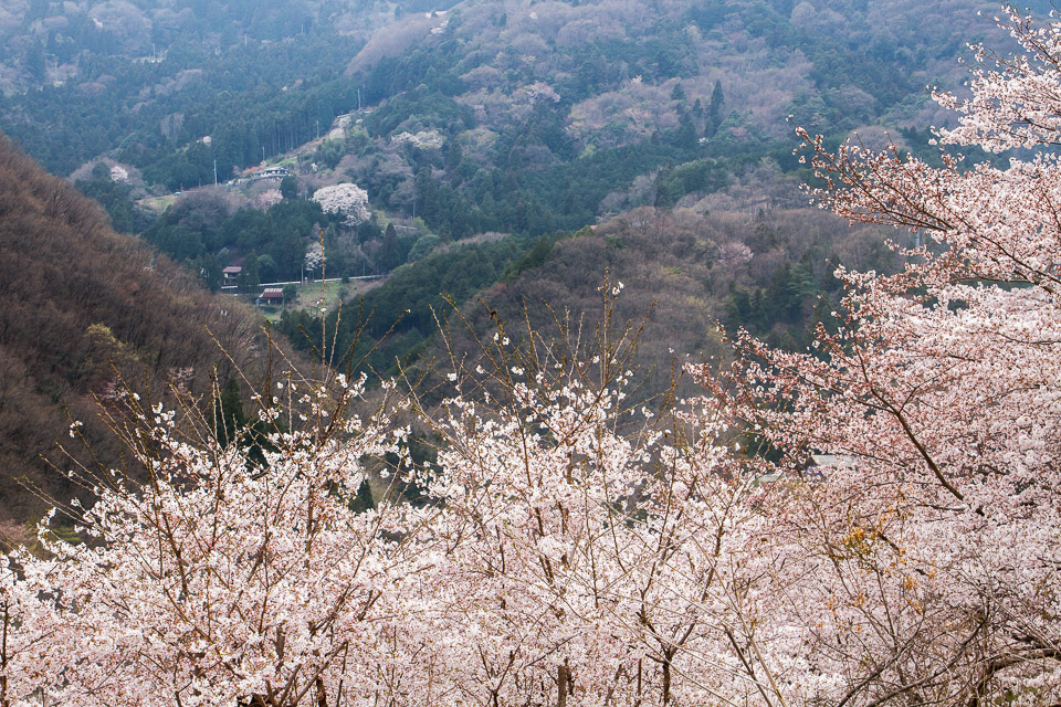 虎山の千本桜 東秩父 デジカメ写真集 虎山の千本桜 東秩父 デジカメ写真集