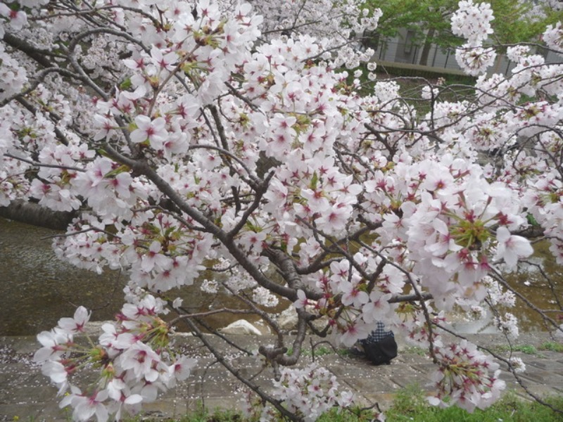 奈良　・佐　保　川　堤　の　桜_b0174217_943058.jpg