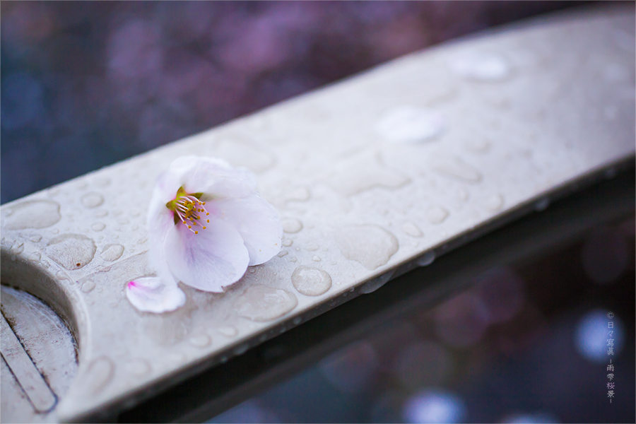 花 冷 え に …_e0117517_22422386.jpg