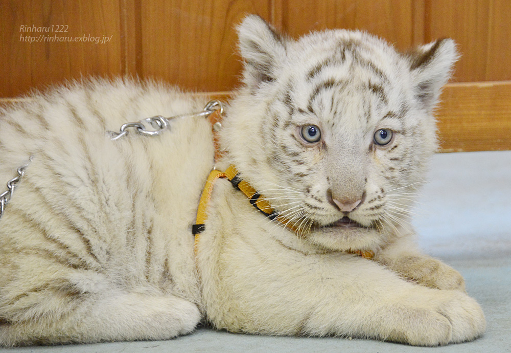 2015.4.5 東武動物公園☆ホワイトタイガーの赤ちゃん【White tiger babies】_f0250322_19423047.jpg