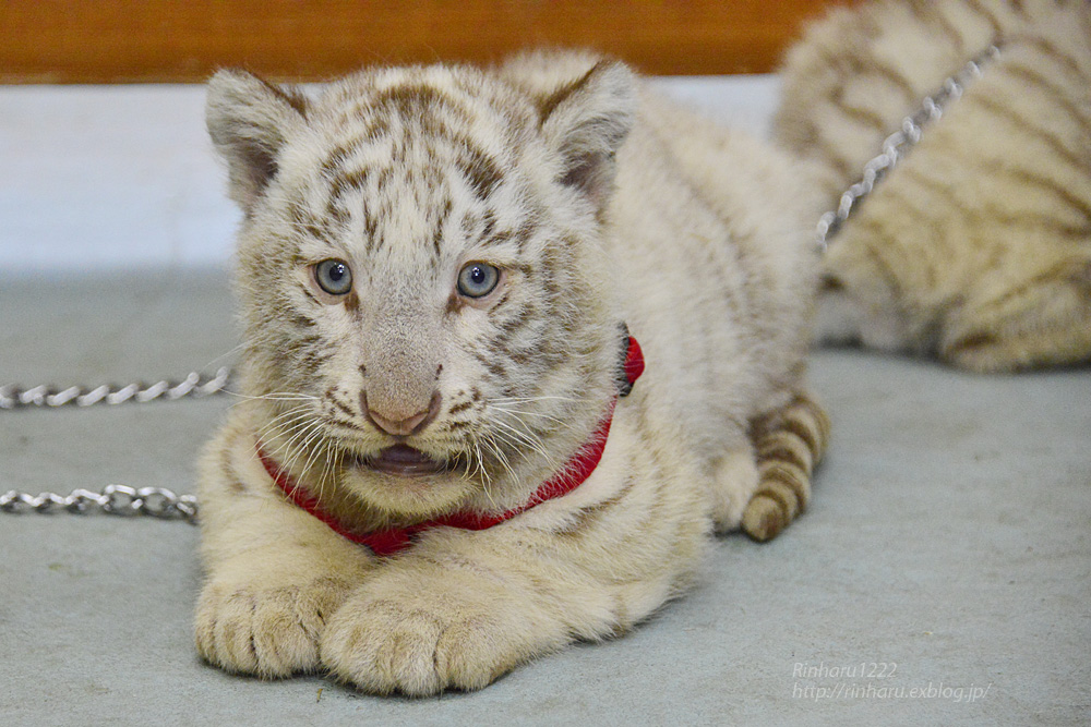 2015.4.5 東武動物公園☆ホワイトタイガーの赤ちゃん【White tiger babies】_f0250322_19425140.jpg