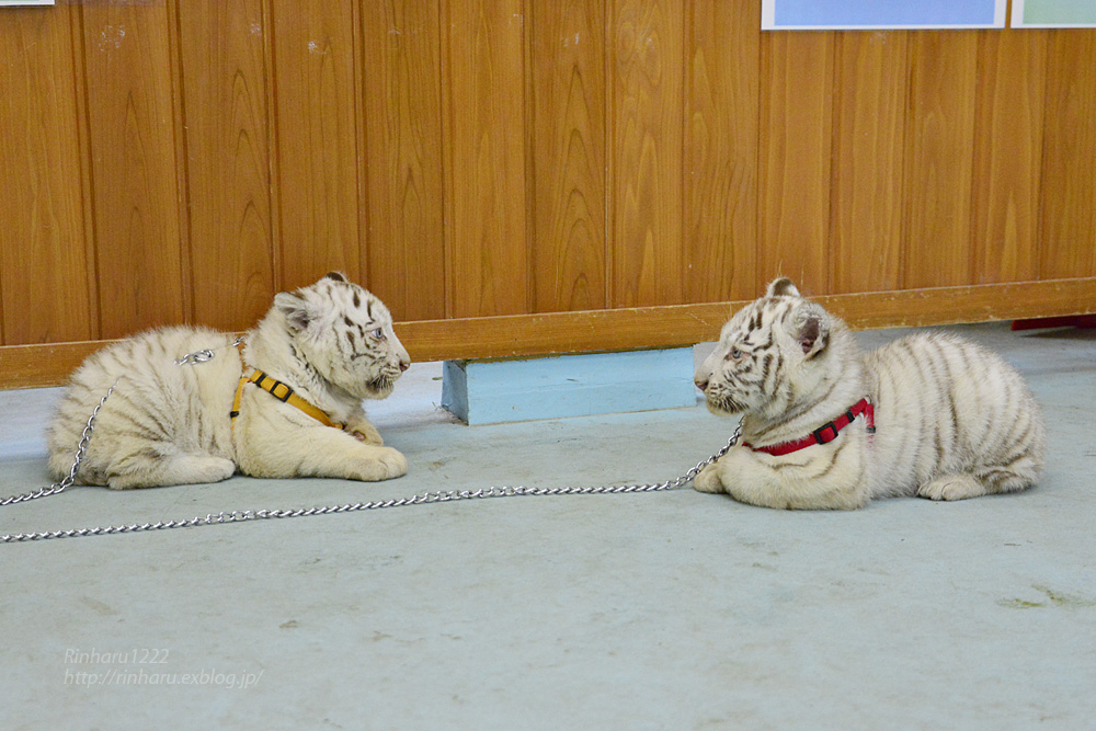 2015.4.5 東武動物公園☆ホワイトタイガーの赤ちゃん【White tiger babies】_f0250322_19425462.jpg